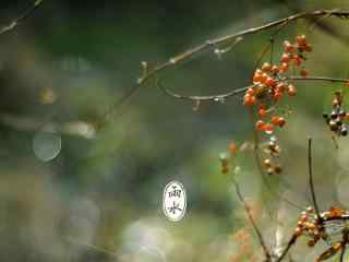 雨水节气-唯美的果实图片桌面壁纸