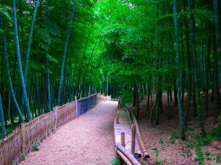 深幽的竹林风景图片壁纸