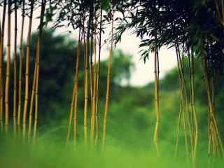 唯美竹林风景桌面壁纸