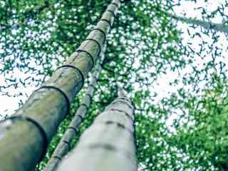 茂密的竹林风景图片壁纸