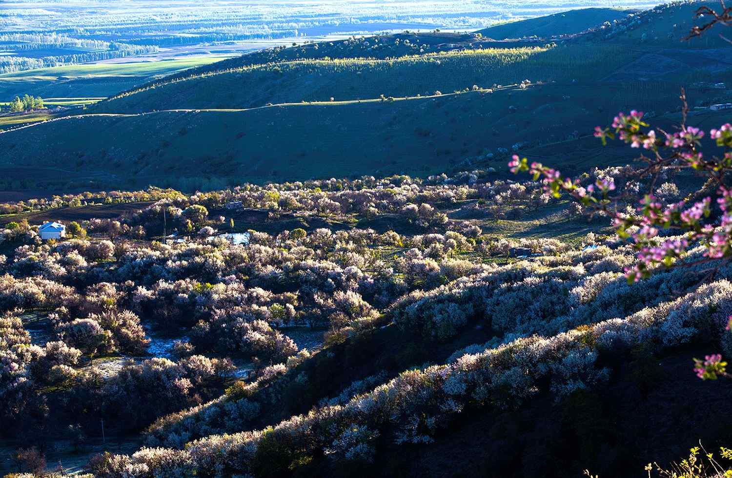 美丽河谷鲜花风景高清桌面壁纸