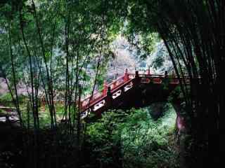 唯美的竹林风景图片