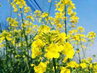 小清新油菜花桌面壁纸