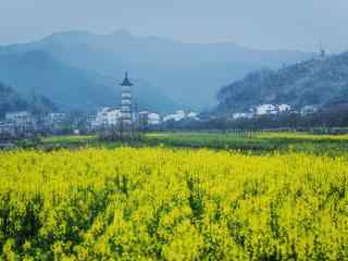 小清新婺源油菜花海风景壁纸