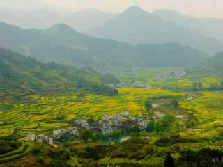 婺源篁岭油菜花风景壁纸