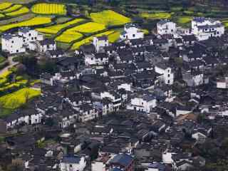 婺源篁岭油菜花风景图片