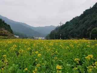 婺源油菜花小清新风景壁纸