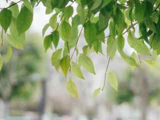 春日小清新植物桌面壁纸