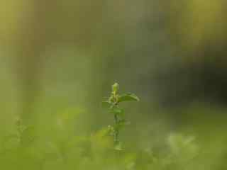 春日绿色植物桌面壁纸