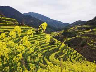 春日唯美油菜花风景图片