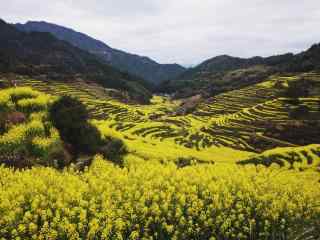 唯美春日踏青油菜花风景图片