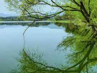 清明节-绿色护眼清明风景壁纸