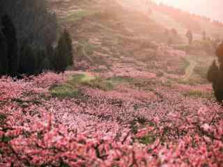 唯美桃花林高清桌面壁纸