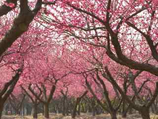 唯美粉色贵州桃花林桌面壁纸