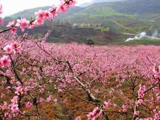 贵州桃花林美丽桌面壁纸