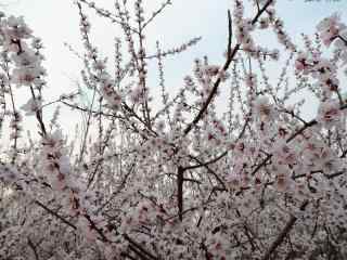 美丽的桃花林风景图片壁纸