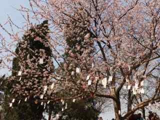 天津桃花堤桃花林桌面壁纸