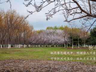 唯美桃花林风景壁纸