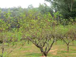 小清新深圳莲花山桃花林风景图片