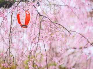 唯美小清新粉色樱花林桌面壁纸