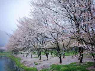 绍兴宛委山樱花林桌面壁纸