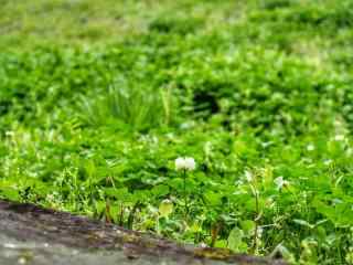 清明踏青小清新绿草地风景图片