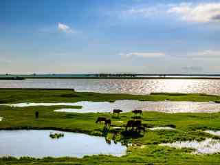 鄱阳湖湿地风景壁纸