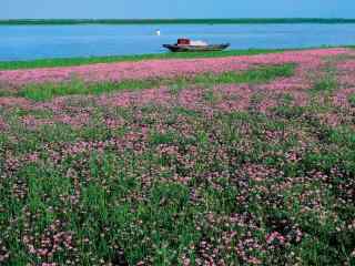 鄱阳湖花海桌面壁纸