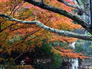 莫干山秋日里的枫叶林桌面壁纸