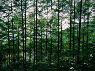 绿色护眼莫干山竹林桌面壁纸