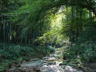 郁郁葱葱的南山竹海护眼壁纸