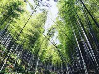 郁郁葱葱的南山竹海桌面壁纸