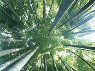 唯美的竹林与天空风景桌面壁纸