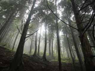 郁郁葱葱的庐山树林桌面壁纸