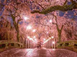 唯美樱花林夜景桌面壁纸