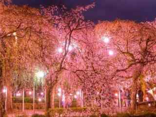 樱花林夜景唯美桌面壁纸