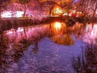 樱花林夜景高清风景壁纸