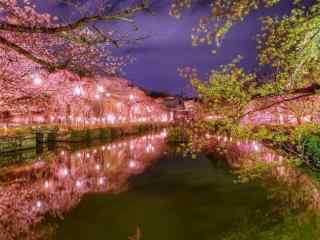 樱花林夜景唯美风景壁纸