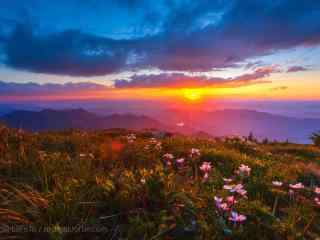 雾灵山满山鲜花风景壁纸