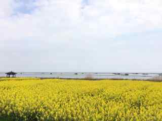 安徽巢湖油菜花田风景壁纸