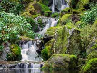 原始森林风景桌面壁纸