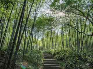 美丽的清新竹林风景桌面壁纸