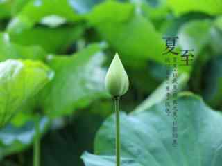 2017年夏至荷塘风景壁纸