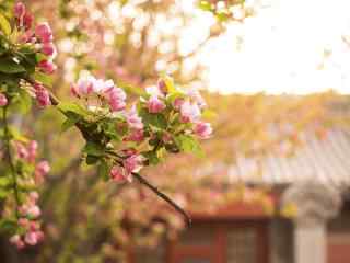 美丽的北京故宫海棠花壁纸