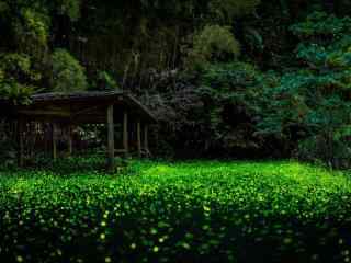 夏日萤火虫夜间飞舞壁纸