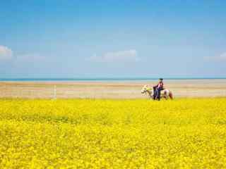 青海湖之美丽的油菜花风景壁纸