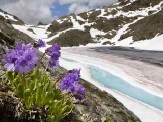 雪山山坡与野花风景壁纸