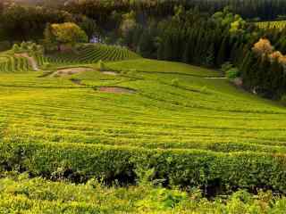 小清新山坡风景桌面壁纸。