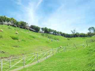 小清新夏日午后山坡风景壁纸