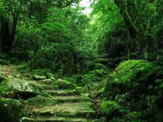 绿色森林夏日清凉风景壁纸